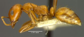 Media type: image;   Entomology 22972 Aspect: habitus lateral view